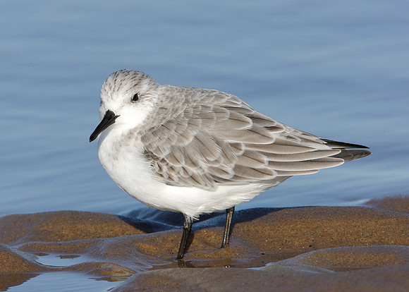 Sanderling Calidris alba