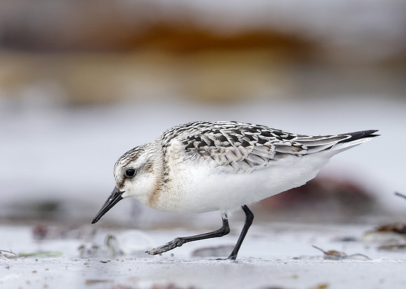 Sanderling Calidris alba