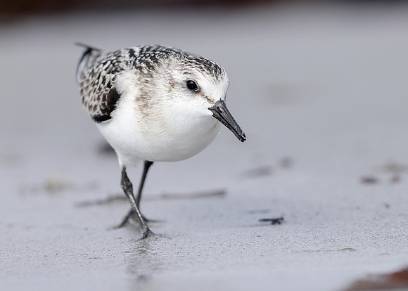 Sanderling Calidris alba