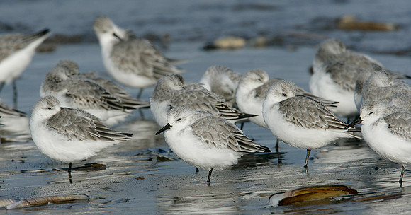 Sanderling Calidris alba