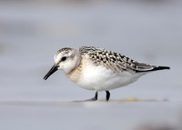 Sanderling Calidris alba