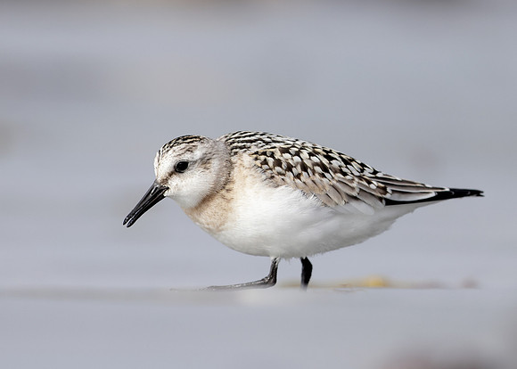Sanderling Calidris alba