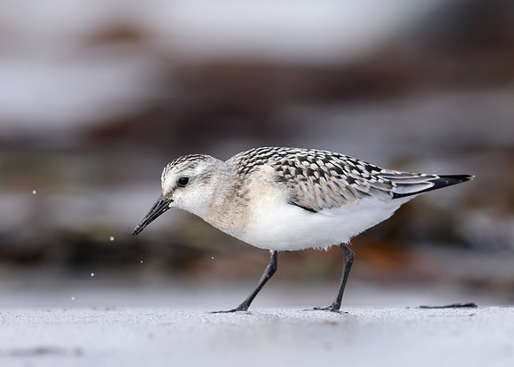 Sanderling Calidris alba