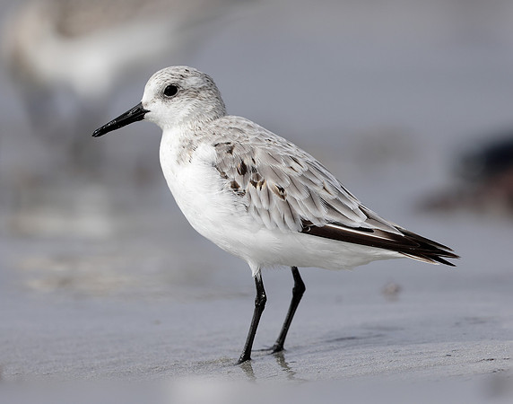 Sanderling Calidris alba
