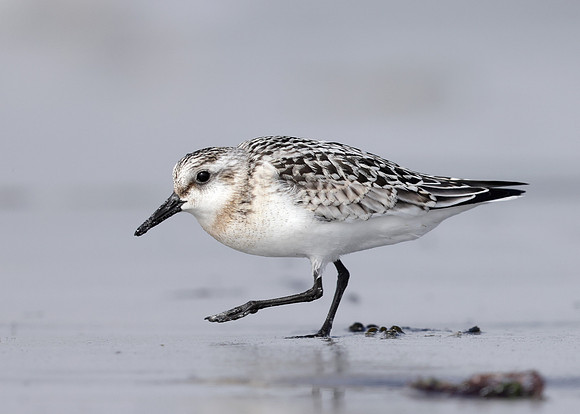 Sanderling Calidris alba