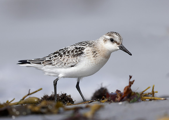 Sanderling Calidris alba