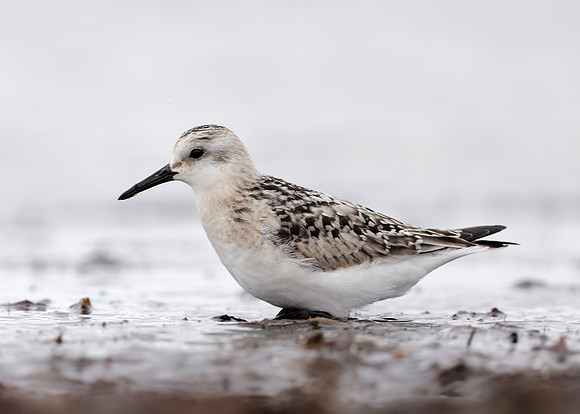 Sanderling Calidris alba