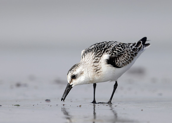 Sanderling Calidris alba