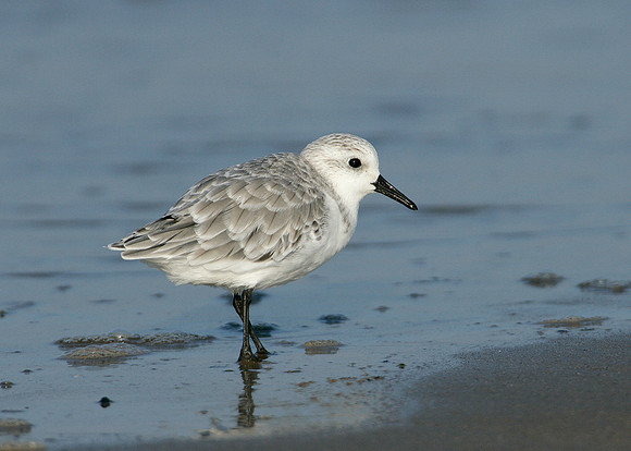 Sanderling Calidris alba