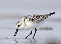 Sanderling Calidris alba