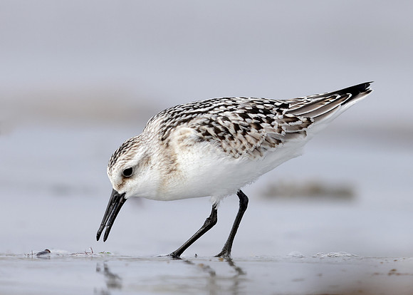 Sanderling Calidris alba