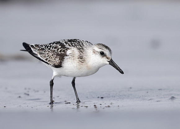 Sanderling Calidris alba