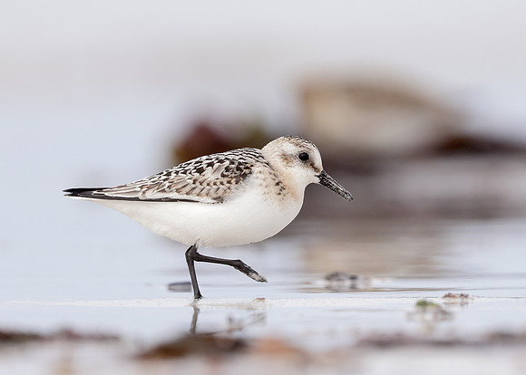 Sanderling Calidris alba