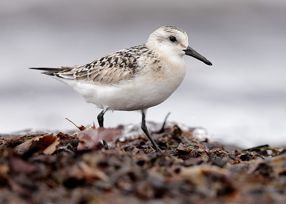 Sanderling Calidris alba