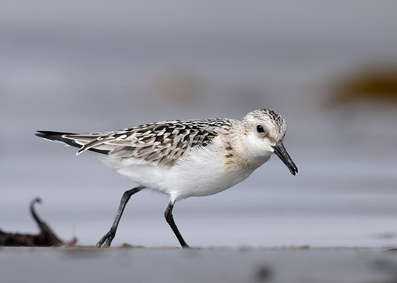 Sanderling Calidris alba