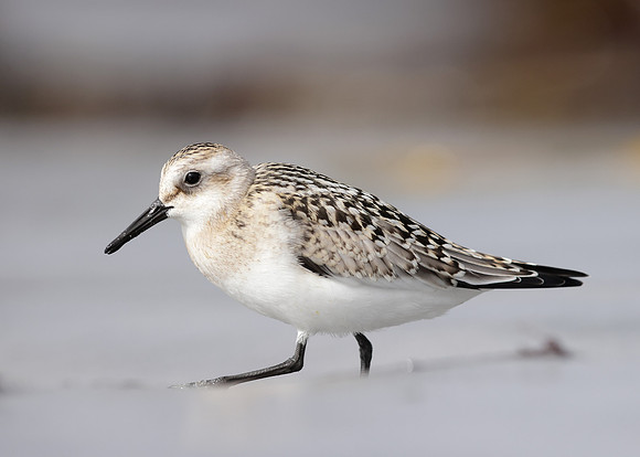 Sanderling Calidris alba