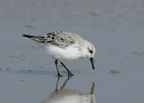 Sanderling Calidris alba