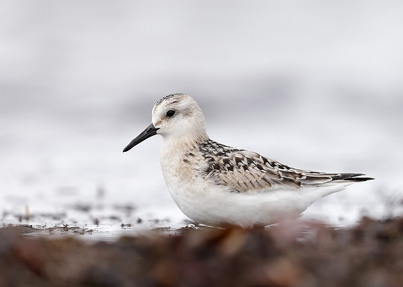 Sanderling Calidris alba