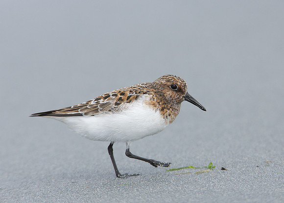 Sanderling Calidris alba