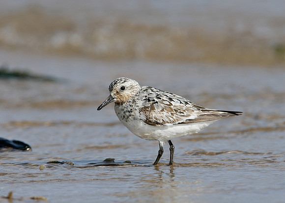 Sanderling Calidris alba