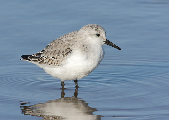 Sanderling Calidris alba