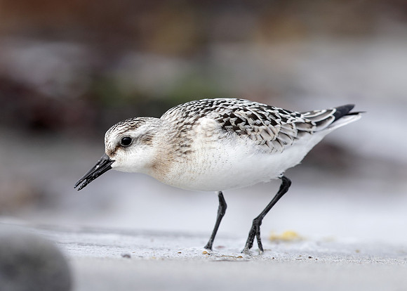 Sanderling Calidris alba