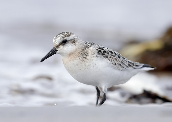 Sanderling Calidris alba