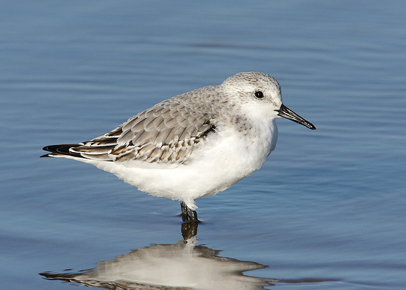 Sanderling Calidris alba