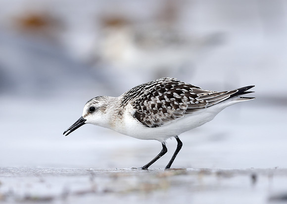 Sanderling Calidris alba