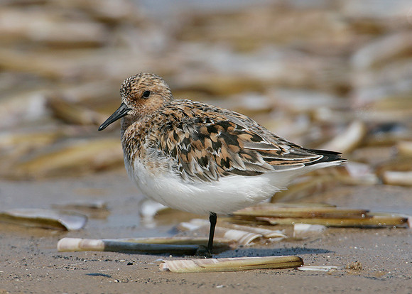 Sanderling Calidris alba