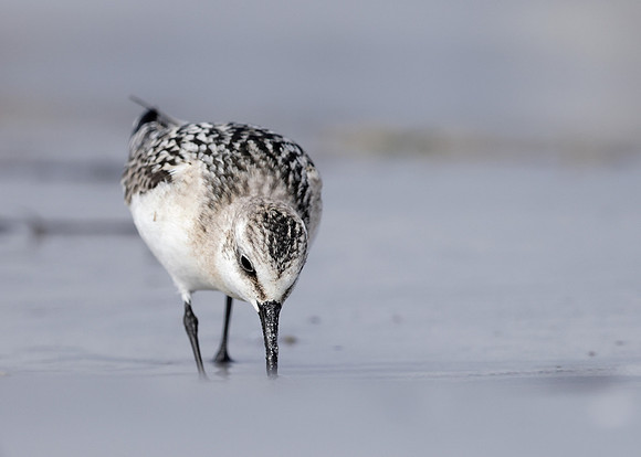 Sanderling Calidris alba