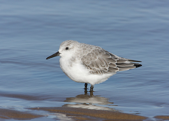 Sanderling Calidris alba