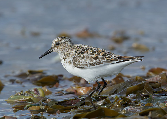 Sanderling Calidris alba