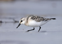 Sanderling Calidris alba