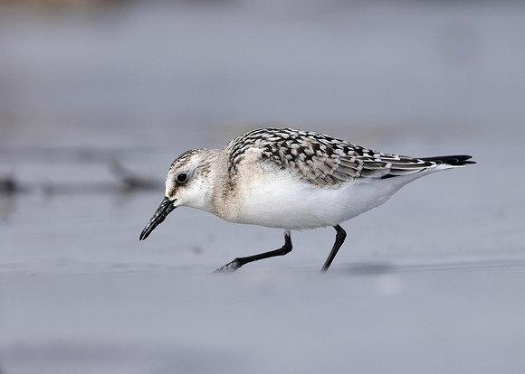 Sanderling Calidris alba