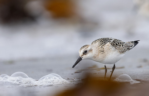 Sanderling Calidris alba