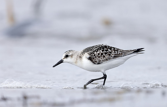 Sanderling Calidris alba