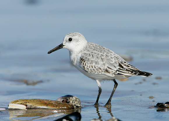 Sanderling Calidris alba
