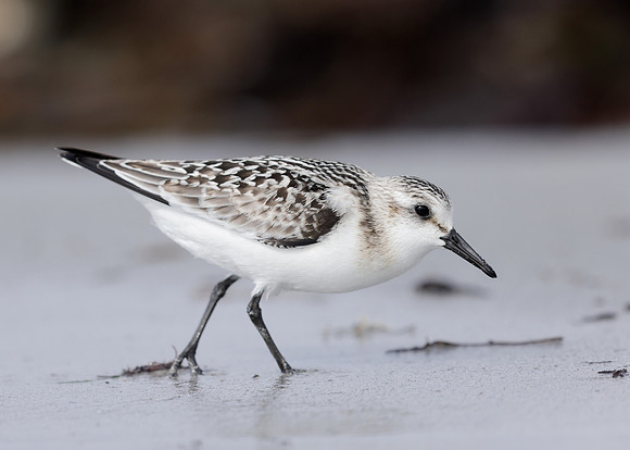 Sanderling Calidris alba