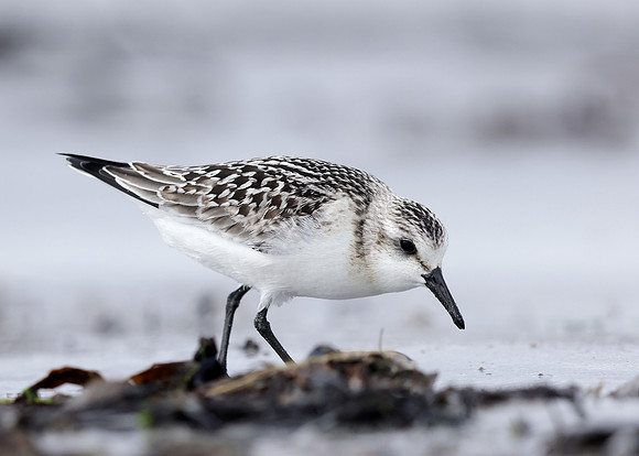 Sanderling Calidris alba