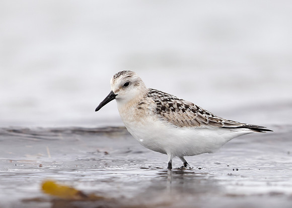 Sanderling Calidris alba