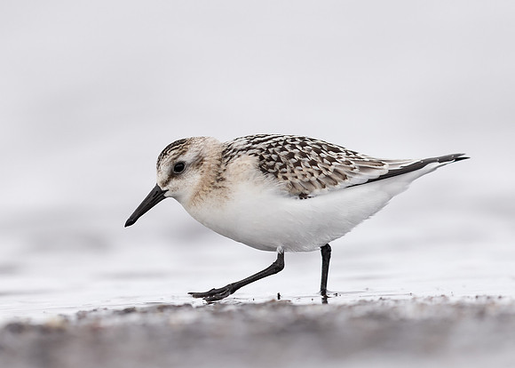 Sanderling Calidris alba