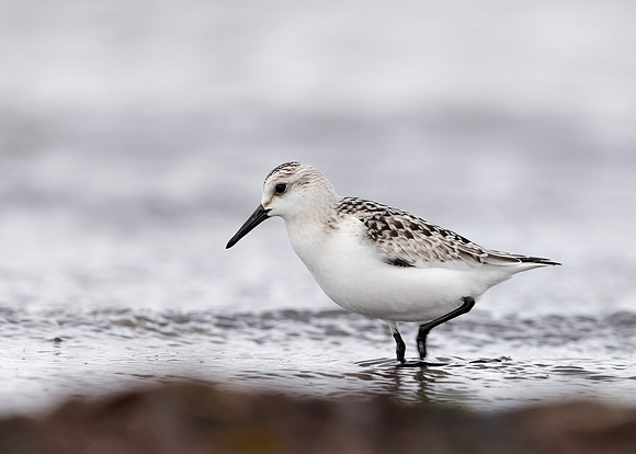 Sanderling Calidris alba