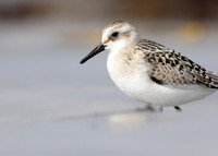 Sanderling Calidris alba