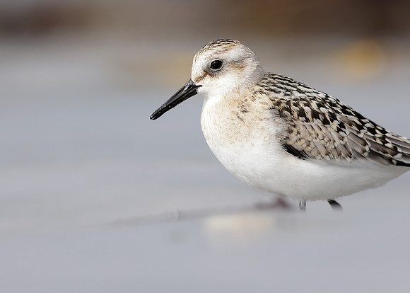 Sanderling Calidris alba