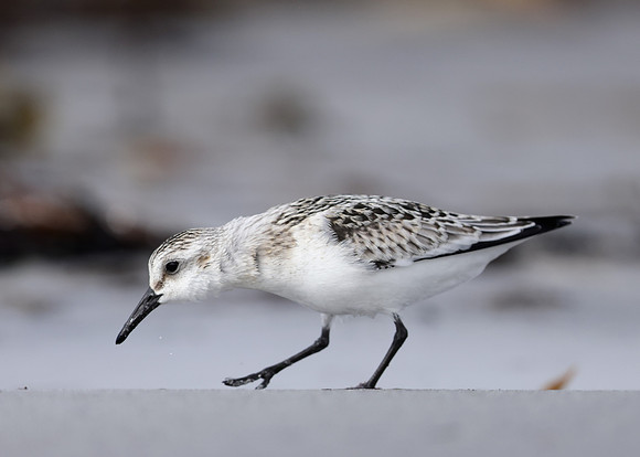 Sanderling Calidris alba