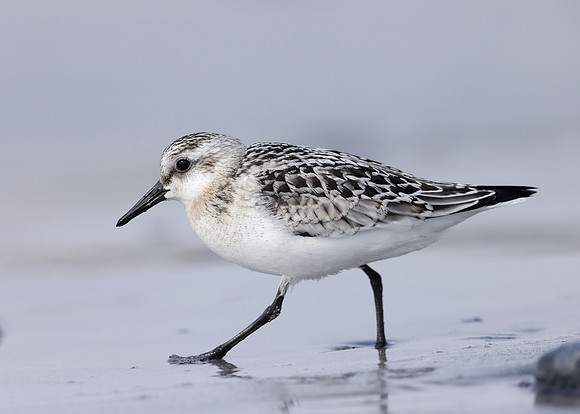 Sanderling Calidris alba