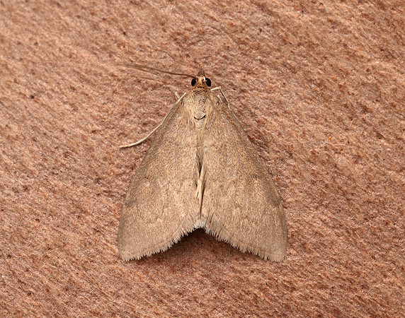 63.016 BF1386 Anania fuscalis