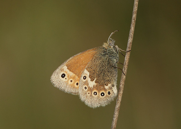 Large Heath Coenonympha tullia
