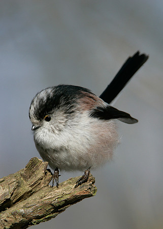 Long-tailed Tit Aegithalos caudatus